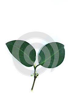 Leaf Gamboge tree white background in studio