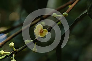 Leaf Gamboge tree in Thailand