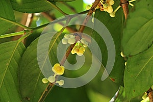 Leaf Gamboge tree in Thailand