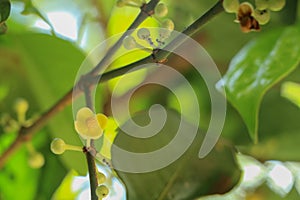 Leaf Gamboge tree in Thailand