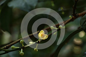 Leaf Gamboge tree in Thailand