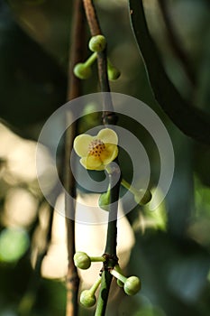 Leaf Gamboge tree in Thailand