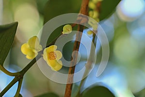 Leaf Gamboge tree in Thailand