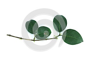 Leaf Gamboge tree white background in studio