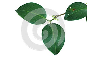 Leaf Gamboge tree white background in studio