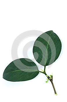Leaf Gamboge tree white background in studio