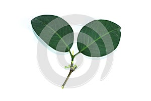 Leaf Gamboge tree white background in studio