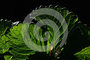 Leaf of garden strawberry Fragaria ananassa on dark background