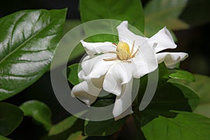 Leaf of Gardenia jasminoides flower