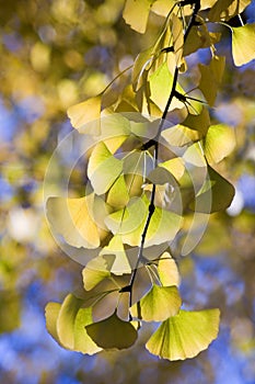 The leaf of gingkgo