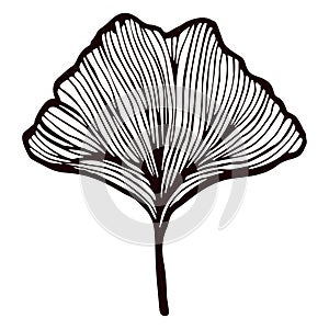 Leaf Ginkgo Biloba engraved in isolated white background. Vintage branch Gingko botanical foliage in hand drawn style