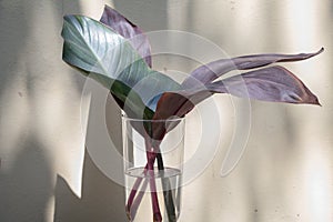 Leaf in glass on table and wall background.