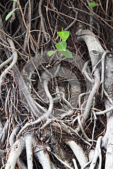 A leaf goes up banyan tree root