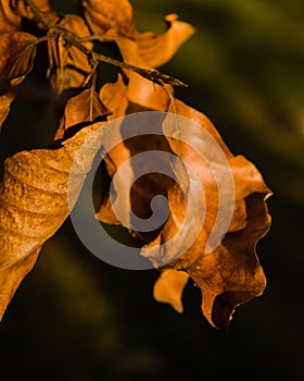 Leaf in the goldenhour photo