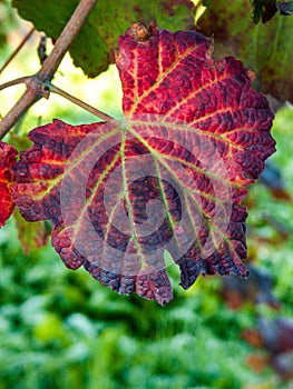 Leaf of grape cluster Lambrusco di Modena, Italy