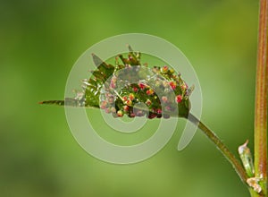 Leaf of grapevines with galls of Grape phylloxera, Daktulosphaira vitifoliae