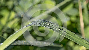 Leaf of grass with large drops of dew on a blurred green background