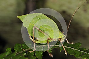 Leaf Grasshopper photo