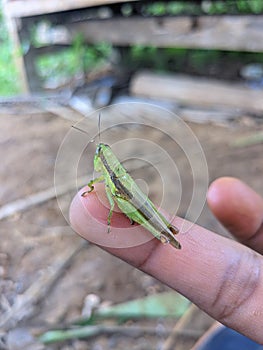 leaf grasshopper on the finger