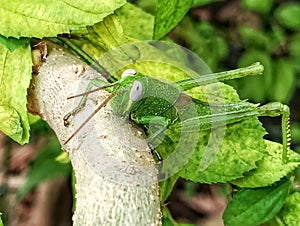 Leaf grasshoppers are a group of insects that belong to the Caelifera suborder. photo