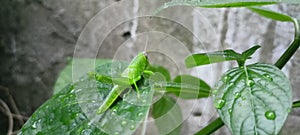 leaf grasshoppers that land on green leaves