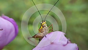 Leaf grasshoppers with long antennae land on flowers photo