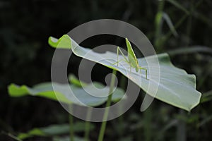 Leaf grasshoppers pereped on taro leaves