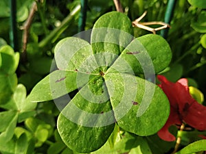 Leaf of green clover a day with sun in Spain. photo