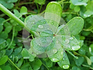 Leaf of green clover with water drops a day with sun in Spain. photo