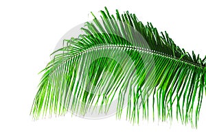 Leaf of green coconut palm tree isloated on white background