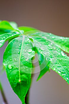 Leaf green down drop plat rain photo
