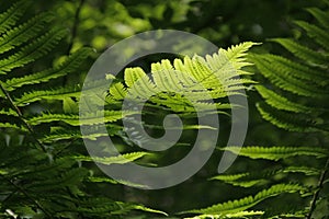 Leaf of green fern on a blurred natural background. Polypody plant growing in the woods. photo