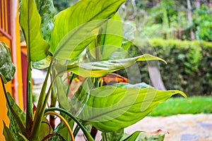 Leaf green garden house
