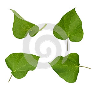 Leaf of green ipomoea photo