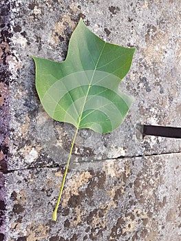 leaf green isolated from plane japanize tree