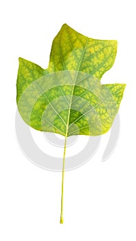 Leaf green isolated from plane japanize tree