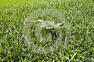 A leaf on green lawn photo