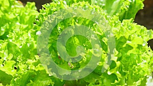 leaf green lettuce plant cultivation ona organic farm.