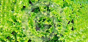 Leaf green lettuce plant cultivation ona organic farm. banner