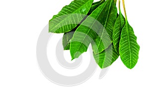 leaf green of Milkweed on isolated background, Organic medical, natural product