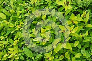 Leaf green plant texture closeup. Drop greenleaf.