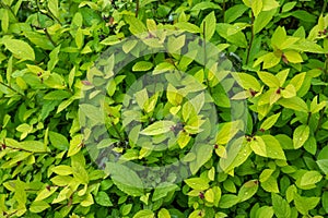 Leaf green plant  texture closeup. wood greenleaf