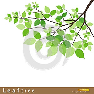 Leaf green tree vector illustration photo