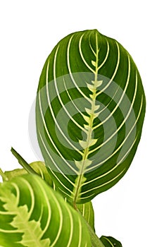 Leaf of green veined exotic `Maranta Leuconeura Lemon Lime` houseplant on white background