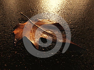 Leaf on the ground