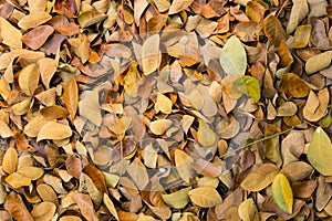 Leaf on ground