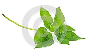 Leaf ground elder plants isolated on white background