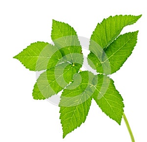 Leaf ground isolated