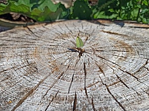 Leaf growing in place of sawn tree. Ecological problems. Deforestation