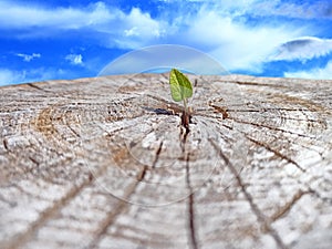 Leaf growing in place of sawn tree. Ecological problems. Deforestation